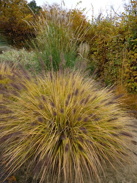 Pennisetum alopecuroides 'Moudry'